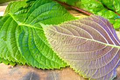 Perilla Seeds, Korean Shiso Herb, Aromatic Asian Culinary Herb for Sushi, Garnishes, Stir-Fries, 400 Seeds