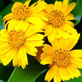 Wedelia Trilobata Ground Cover Plants – 100 Rooted Vines with Yellow-Orange Flowers, Fast-Growing Perennial for Zones 8-11