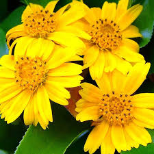Wedelia Trilobata Ground Cover Plants – 100 Rooted Vines with Yellow-Orange Flowers, Fast-Growing Perennial for Zones 8-11
