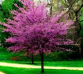 Set of 3 Eastern Redbud Trees - Cercis canadensis, 14–18” Bare Root Native Ornamental Spring Blooms for Landscaping