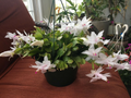 Christmas Cactus Cuttings - 5 Live 4-5" Schlumbergera White Flowering Indoor Plants