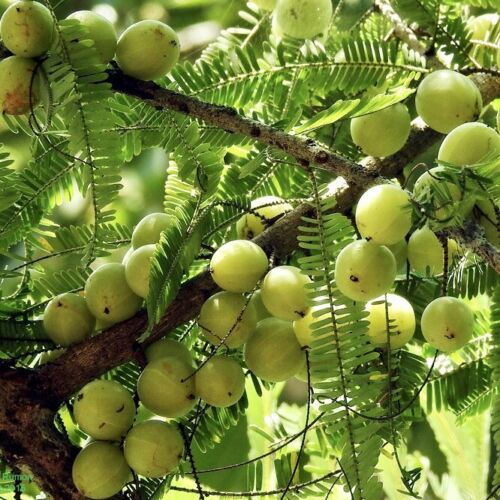 Amla Starter Plant 12-24 Inches Emblica officinalis Indian Gooseberry Tree for Gardens