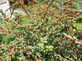 Unrooted Nanking Cherry Cuttings 6-8 Inches Prunus tomentosa Hardy Shrub for Fruit & Landscaping