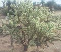 Cholla Cactus Cuttings - Cylindropuntia fulgida - 2 Fresh 6" Branches - Desert Succulent - Jumping Cholla - Drought Tolerant Southwest Plants