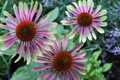 20 Green Twister Purple Coneflower Seeds – Echinacea purpurea Pollinator-Friendly Wildflower Seeds