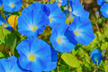 Heavenly Blue Morning Glory Vine, Sky Blue Flowers, Climbing Ipomoea tricolor, Fast-Growing Annual Garden Vine
