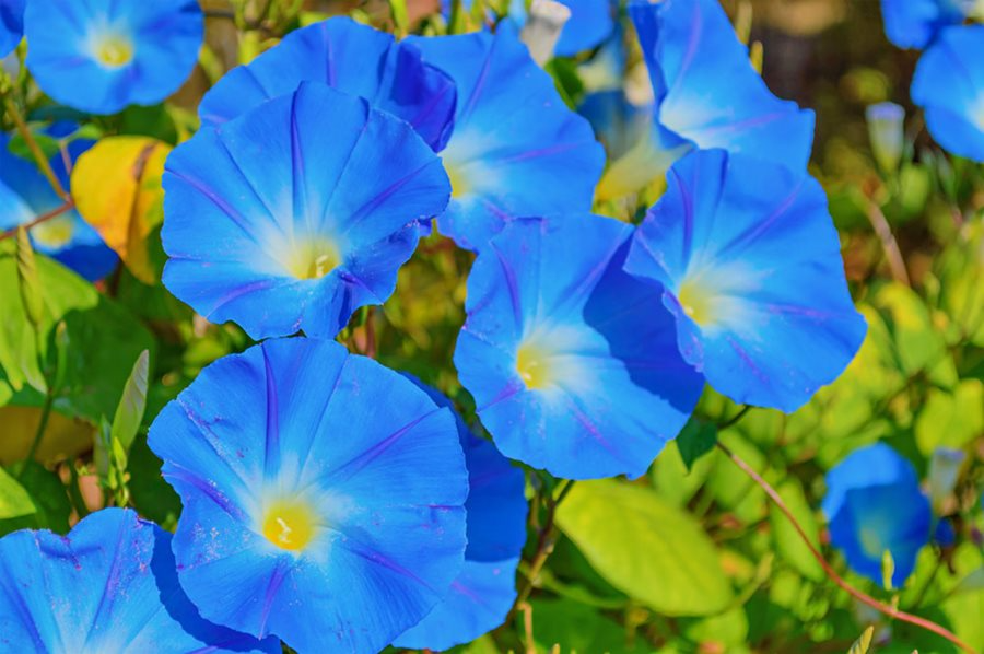 Heavenly Blue Morning Glory Vine, Sky Blue Flowers, Climbing Ipomoea tricolor, Fast-Growing Annual Garden Vine