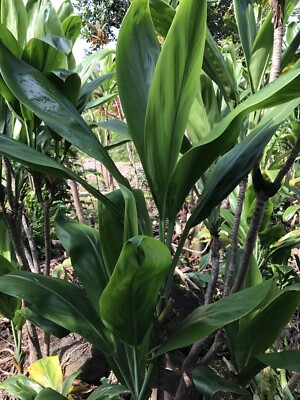 Hawaiian Green Ti Leaf Cuttings - 6-Inch Cordyline fruticosa Tropical Ornamental Plant for Gardens and Containers