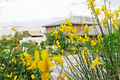 Spanish Broom Seeds 20 Pack, Spartium junceum, Yellow Flowering Bush, Drought Tolerant Hardy Shrub for Garden Landscaping