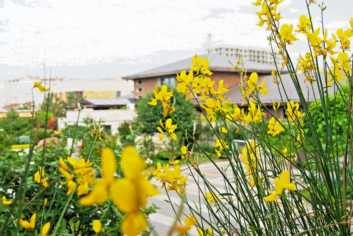 Spanish Broom Seeds 20 Pack, Spartium junceum, Yellow Flowering Bush, Drought Tolerant Hardy Shrub for Garden Landscaping