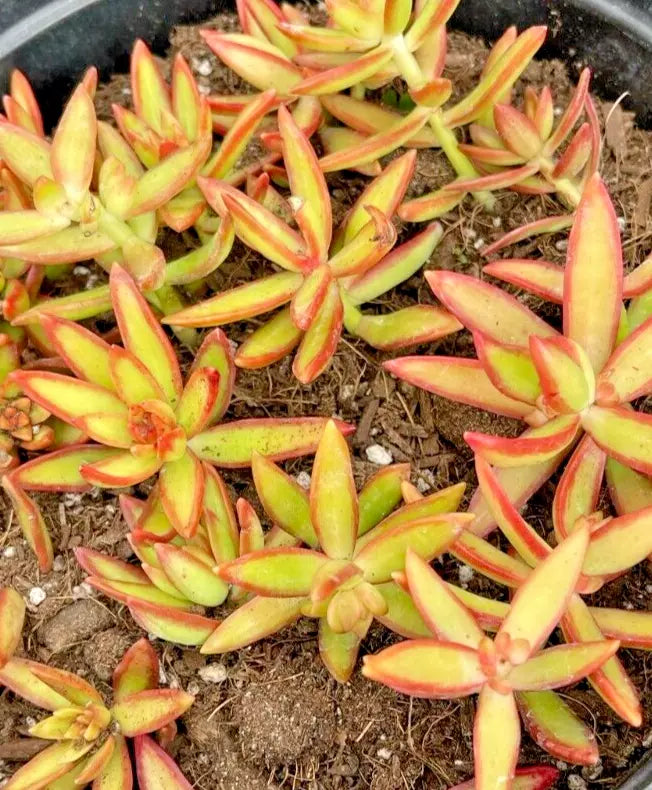 5 Rooted Succulent Cuttings Sedum Adolphi 'Firestorm' - Vibrant Red-Orange Edges, Drought-Tolerant, Easy Care