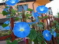 100 Morning Glory Seeds Blue & White Blooms Ipomoea tricolor Non-GMO Climbing Vine for Fences & Trellises