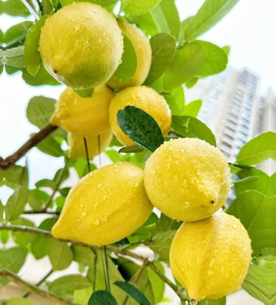 30 Perfume Lemon Seeds Citrus limon - Fragrant, Fruit-Bearing Bonsai Tree for Indoor & Outdoor Growing