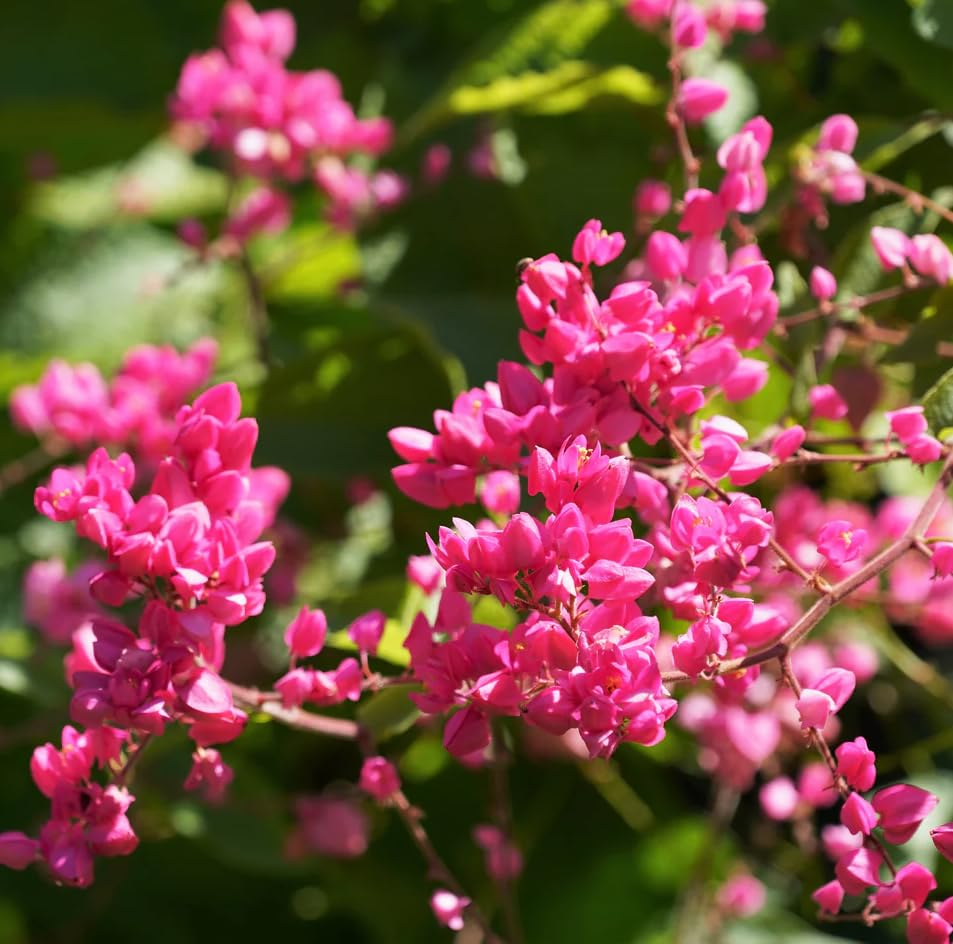 Pink Coral Vine Flower Seeds, Antigonon leptopus, Mexican Creeper, Vining Climbing Plant for Gardens