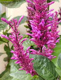 Purple Firespike Plant Cuttings – 25 Live Unrooted Odontonema strictum Propagation Cuttings for Garden Landscaping