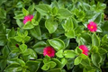 Aptenia Cordifolia Cuttings - Red Apple Ice Plant Baby Sun Rose Succulent Groundcover Drought Tolerant