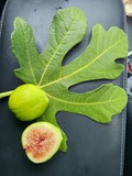 White Kadota Fig Cuttings – Unrooted 6" Ficus carica Grafting Propagation Rare Fruit Tree