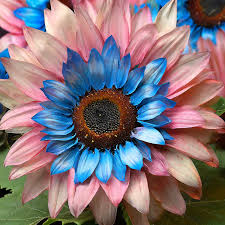 50 Twin-Blossom Blue Over Pink Sunflower Seeds | Rare Bicolor Helianthus annuus | Pollinator & Cut Flower Plant