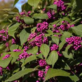 Beautyberry Bush Cuttings, Callicarpa americana, 7 Live Clippings, Purple Berries, Wildlife Friendly, Zone 6-10