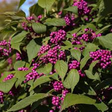 Beautyberry Bush Cuttings, Callicarpa americana, 7 Live Clippings, Purple Berries, Wildlife Friendly, Zone 6-10