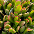 Hobbit Jade Live Plant - Crassula ovata 'Shrek Ears' Succulent with Red Tips, 6"+ Cutting, Indoor/Outdoor, Zones 10+