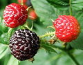 Set of 5 Black Hawk Raspberry Plants | Rubus occidentalis | Hardy Live Fruit Plants for Garden & Edible Landscaping