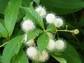 3 Buttonbush Plants - Cephalanthus occidentalis, Live Bare Root, Native Wetland Shrub for Rain Gardens & Wildlife