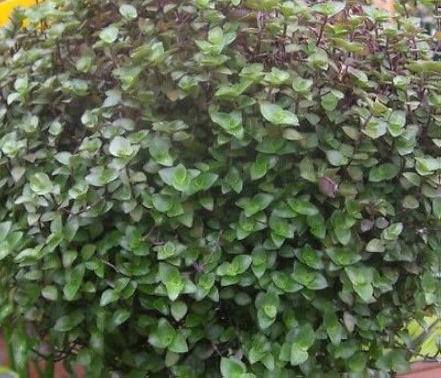 Unrooted Plant Cuttings Dwarf Bolivian Wandering Jew Tradescantia Minima Callisia Repens Indoor Houseplant