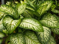 Variegated Dieffenbachia Dumb Cane Live Cutting | Rare Houseplant | Air-Purifying & Fast-Growing | 4-8 Inch Fresh Plant Cutting