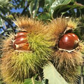 20 Dunstan Chestnut Seeds - Hybrid American-Chinese Nut Tree, Edible Sweet Nuts, Blight-Resistant Castanea dentata x mollissima