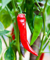 Sandia Hot Pepper Seeds 250mg, Capsicum annuum, New Mexican Heirloom, Spicy Chili for Salsas & Cooking
