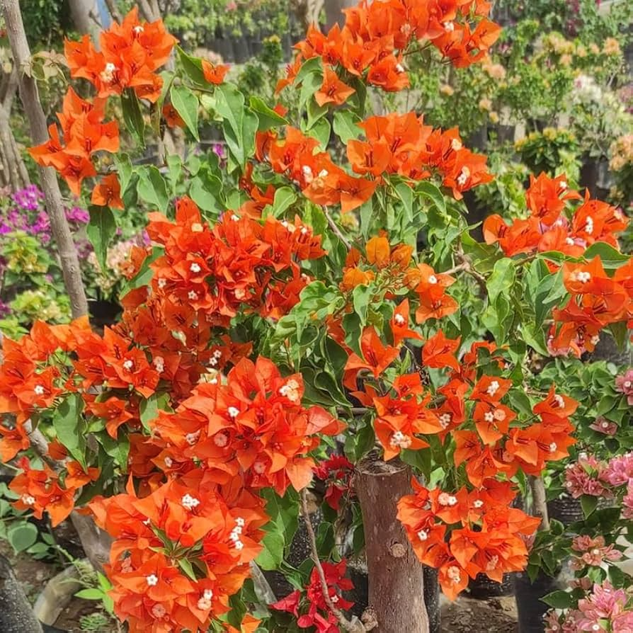 Bougainvillea Orange King Live Plant – 1-2 Ft Tall in 3-Gallon Pot, Vibrant Orange Bracts, Climbing Vine, Full Sun, USDA Zones 9-11