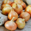 250 mg Onion Seeds - Burrell's Yellow Valencia Allium cepa Heirloom Vegetable Seeds for Gardening and Harvesting
