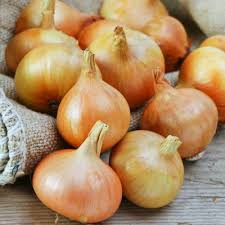 250 mg Onion Seeds - Burrell's Yellow Valencia Allium cepa Heirloom Vegetable Seeds for Gardening and Harvesting