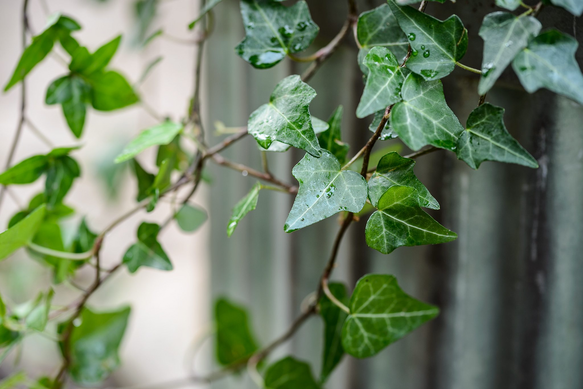 12 English Ivy Cuttings Live Plant - Hedera helix Indoor/Outdoor Ground Cover & Climbing Vine