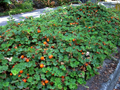 Rubus pentalobus Cuttings - 4 Rooted Evergreen Ground Cover, Formosan Raspberry, Drought Tolerant, Zone 7, Trailing Plants