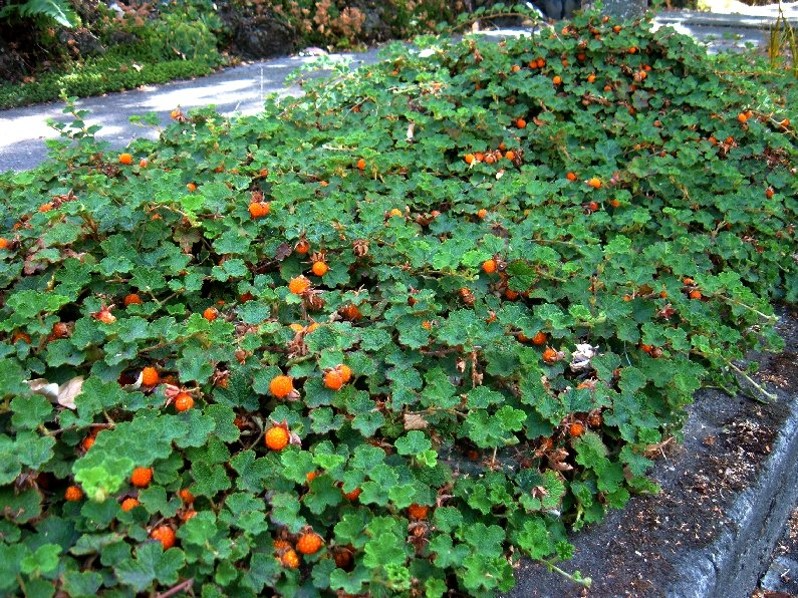Rubus pentalobus Cuttings - 4 Rooted Evergreen Ground Cover, Formosan Raspberry, Drought Tolerant, Zone 7, Trailing Plants