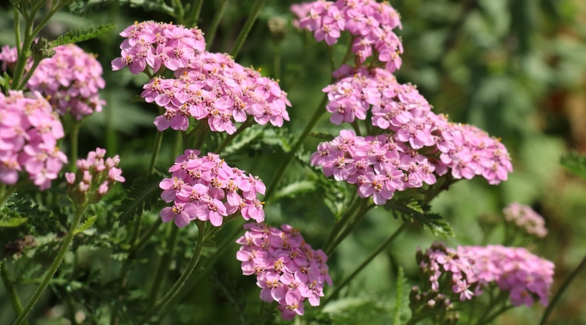 Yarrow Live Plant Achillea Millefolium Perennial Flower for Pollinators Bees Butterflies Garden