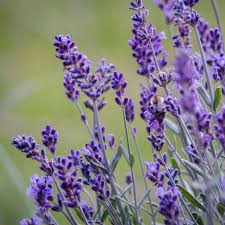 Organic California Lavender Unrooted Cuttings - Lavandula angustifolia, Fragrant Garden Plant, Propagation & Growing
