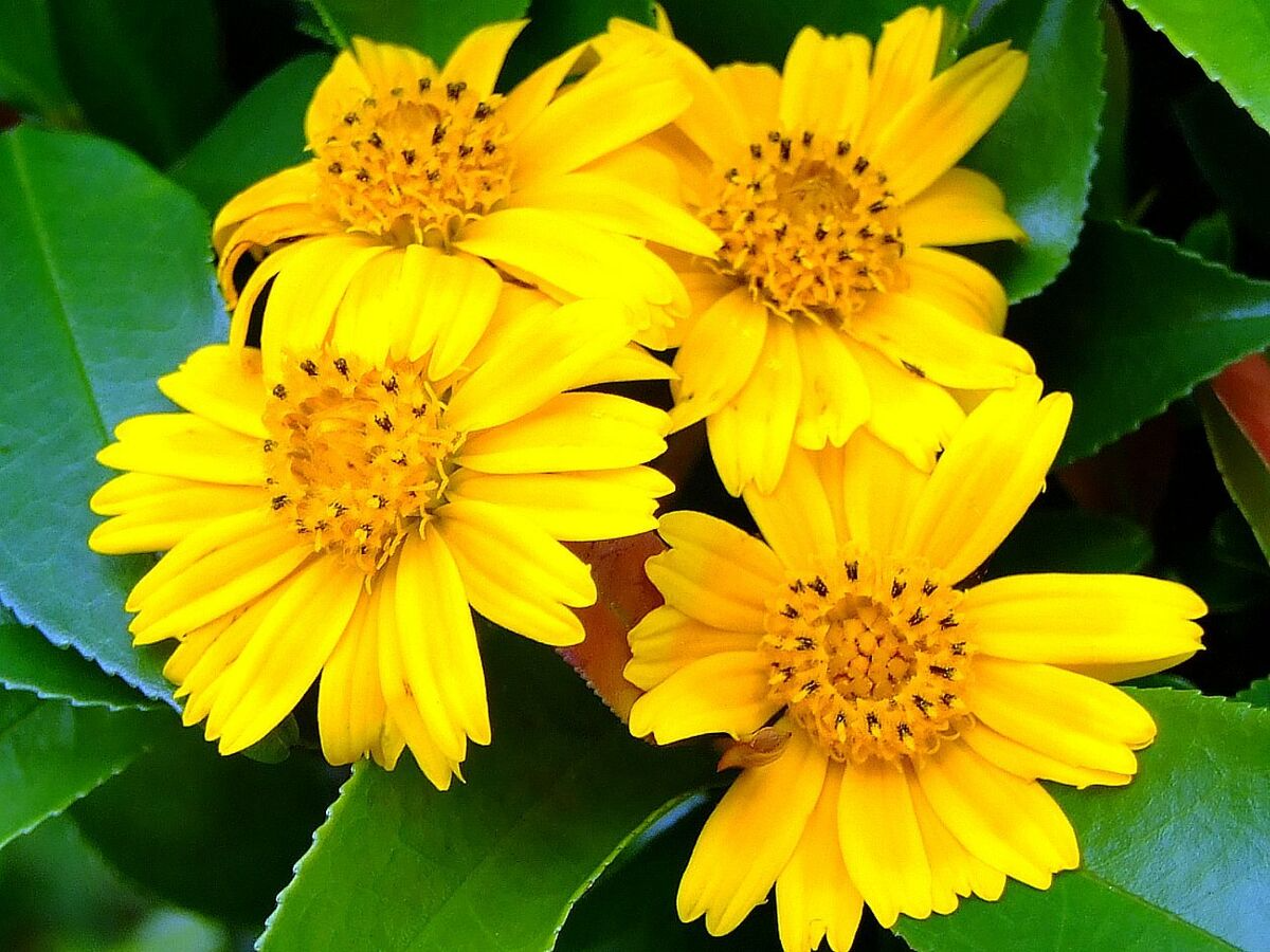 Wedelia Trilobata Cuttings - 12 Rooted Vine Starts, Yellow-Orange Flowers, Ground Cover Plant, USDA Zones 8-11