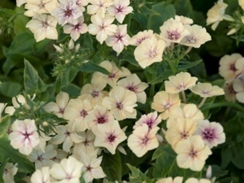 Crème Brûlée Phlox Seeds – Peach & Cream Blooms, Fragrant Perennial for Gardens & Borders, Phlox paniculata, 100+ Seeds