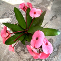 Euphorbia milii Cuttings - Thai Hybrid Crown of Thorns with Pink Flowers, Rooted Succulent Shrub for USDA Zones 9-11