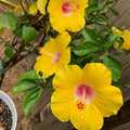 Pineland Hibiscus Seeds 25 Pack | Native Perennial Wildflower | Yellow Blooms | Hibiscus aculeatus for Pollinator Gardens