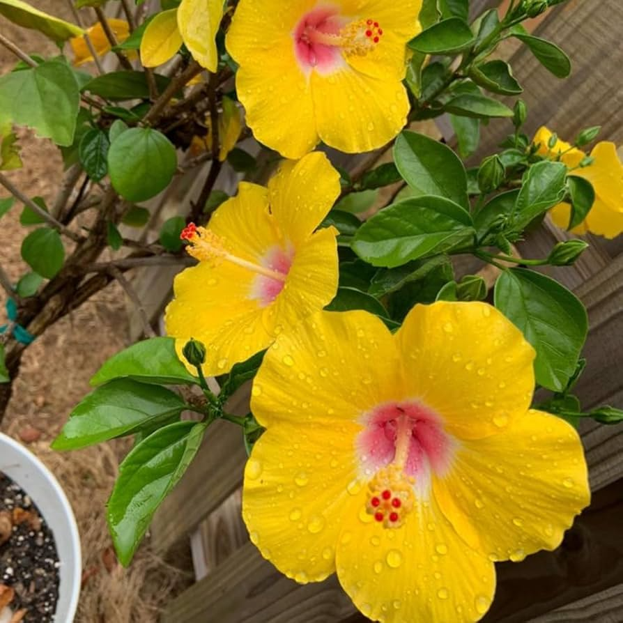 Pineland Hibiscus Seeds 25 Pack | Native Perennial Wildflower | Yellow Blooms | Hibiscus aculeatus for Pollinator Gardens