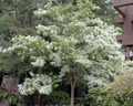 Fringe Tree Cuttings 5+ Unrooted Chionanthus virginicus Native Flowering Shrub for Pollinators