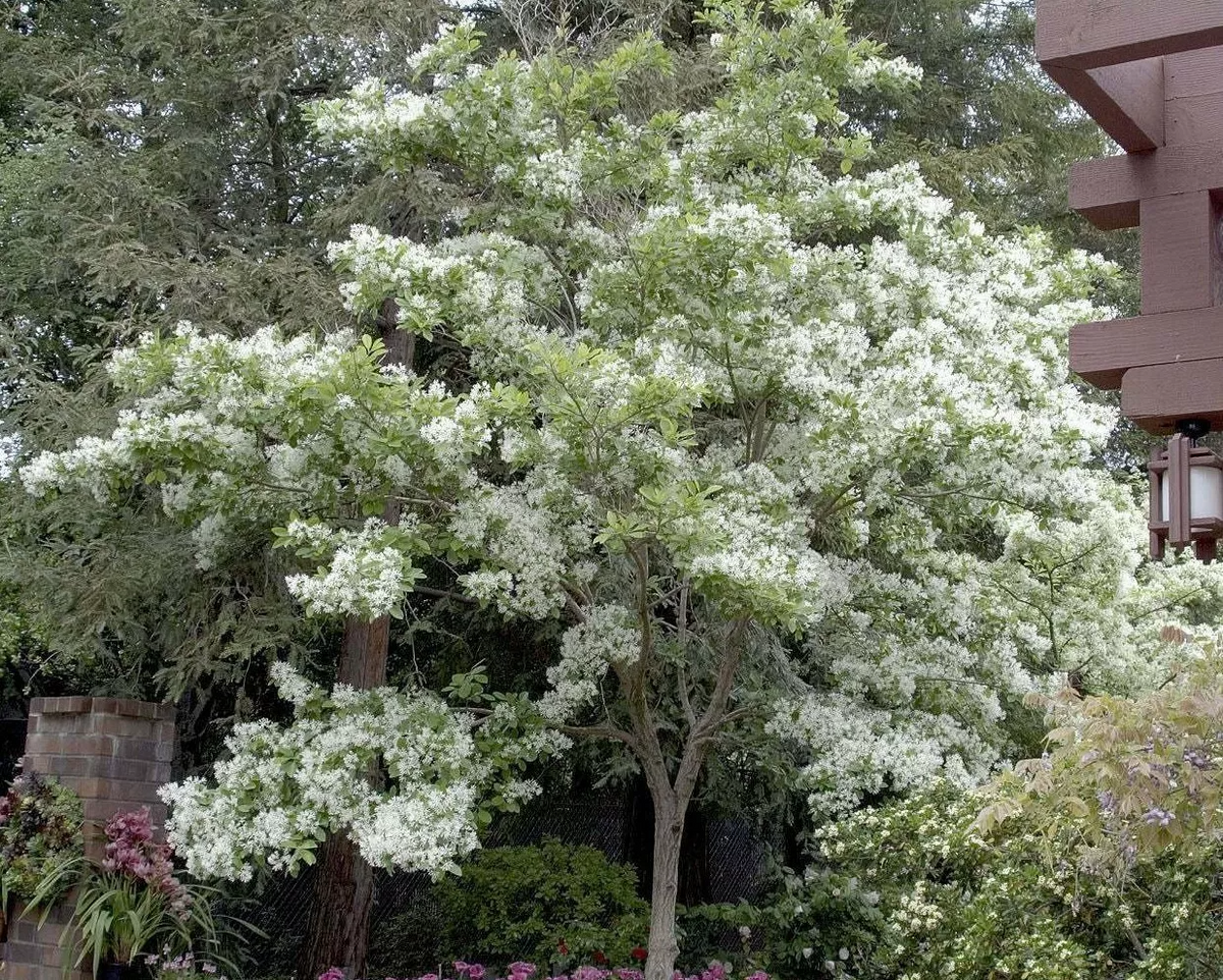 Fringe Tree Cuttings 5+ Unrooted Chionanthus virginicus Native Flowering Shrub for Pollinators