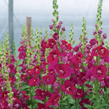 Chantilly Purple Snapdragon Seeds | 1000+ Tall Fragrant Purple Blooms | Antirrhinum majus for Garden & Cut Flowers