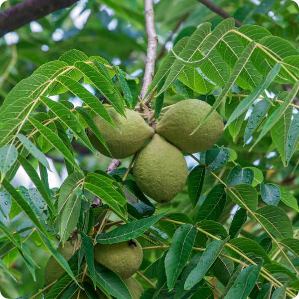 20 Black Walnut Seeds Juglans nigra - Hardy Nut Tree for Shade & Edible Nuts, USDA Zones 4-9