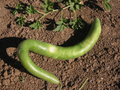 10 Seeds Cucuzzi Italian Edible Gourd – Non-GMO, Organic, Long Tender Cucurbita pepo for Cooking & Gardening