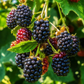 Triple Crown Blackberry Cuttings 8-10" Unrooted Grafting Propagation Rubus fruticosus